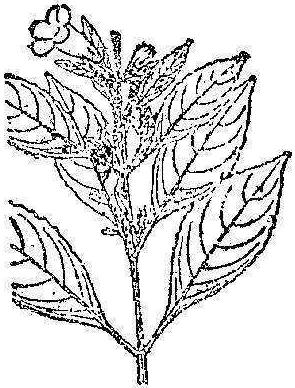 馬藍(lán)根